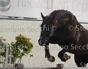Appio Claudio TosTour2013- S4 6278 : Appio Claudio, Arezzo, Arezzo Equestrian Centre, Cavalli d'Italia, Toscana Tour 2013, foto di Stefano Secchi ©